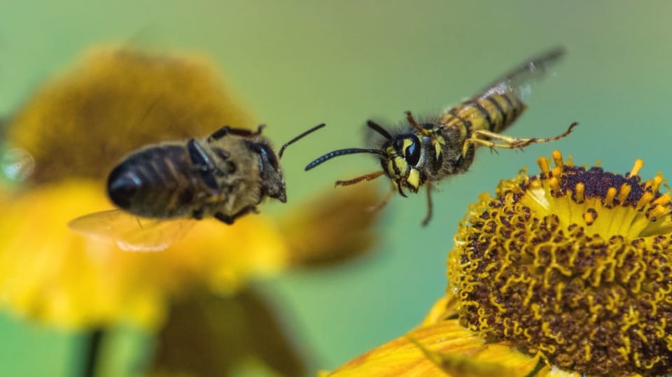 Včely spolu válčí podobně jako mravenci